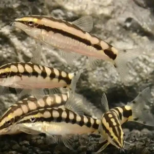 Preisreduziert Schachbrettschmerle / Zwergschmerle (Yasushikotakai sidhimunki)